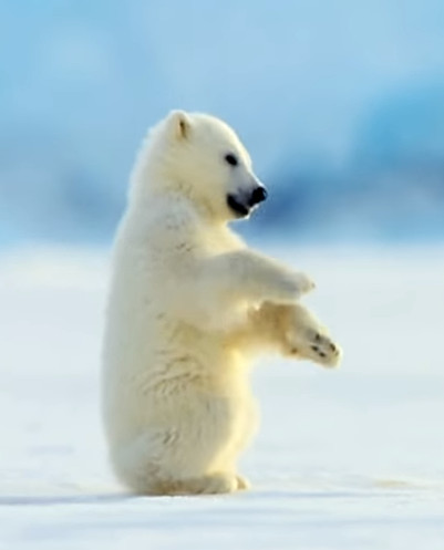 북극곰.jpg