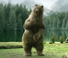 Dancing Bear.gif
