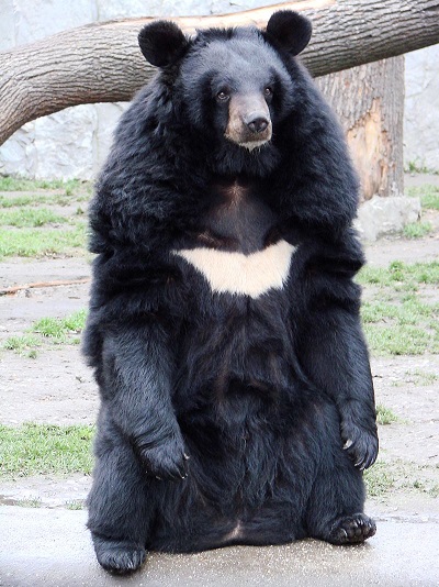 Ursus_thibetanus_3.jpg
