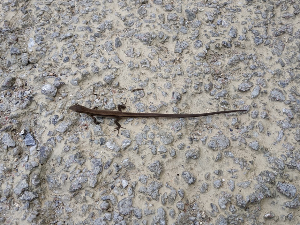 20180907_163956851.jpg