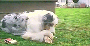 dog.gif