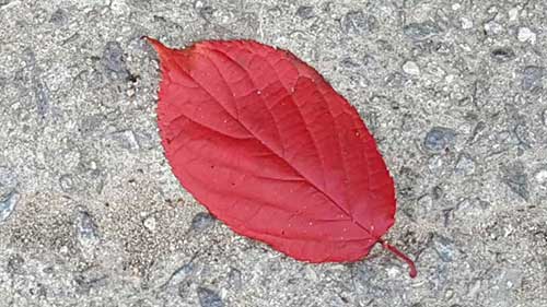 탄천풍경8.jpg