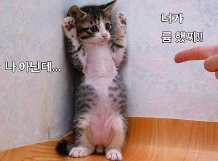 륨냥이.jpg
