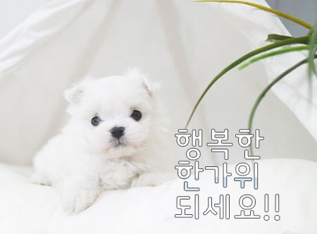 강아지.jpg