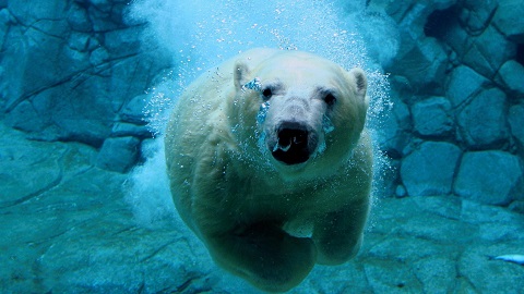swimming-polar-bear-3053.jpg