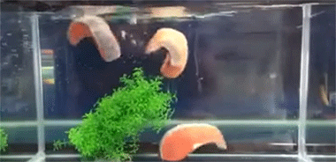 fish.gif