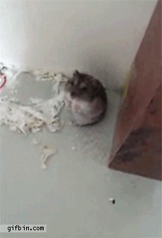 daum_gallery_photo_20160329044658.gif