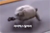 tortoise2.gif