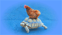 tortoise.gif