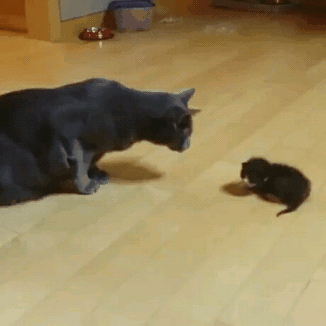 cat222.gif