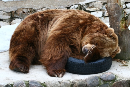 sleeping-bear.jpg
